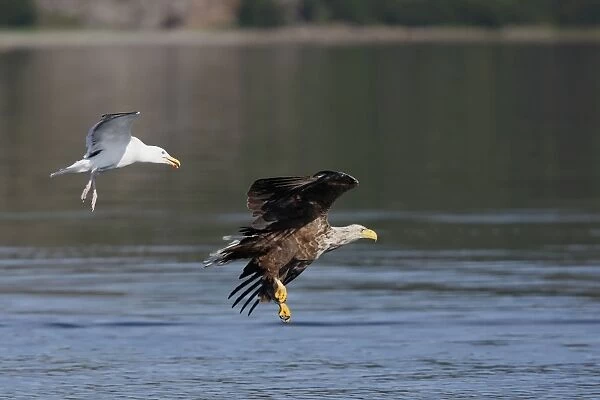 White-tailed Eagle - in flight low above water - harassed by gull - Flatanger - Norway