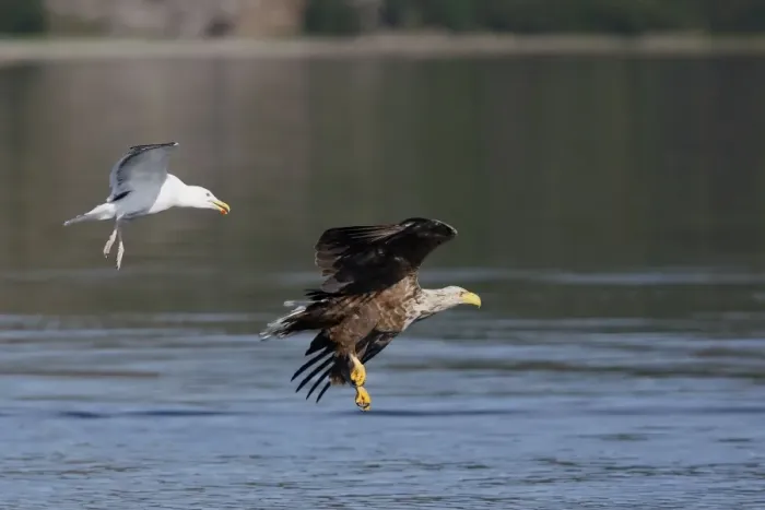 Framed Print : White-tailed Eagle - in flight low above water - harassed by gull - Flatanger - Norway Framed Print : White-tailed Eagle - in flight low above water - harassed by gull - Flatanger - Norway