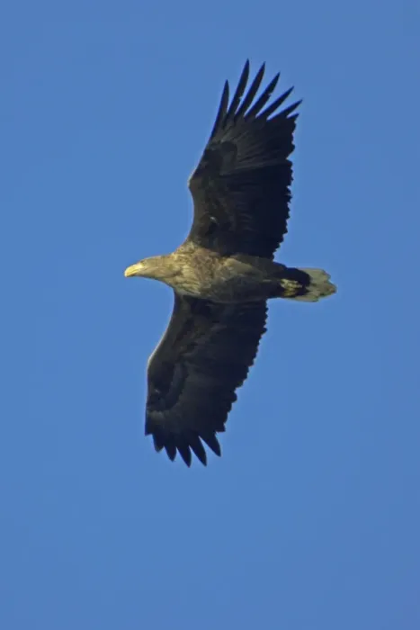 Framed Print : White-Tailed Eagle - In flight Lower Saxony, Germany Framed Print : White-Tailed Eagle - In flight Lower Saxony, Germany