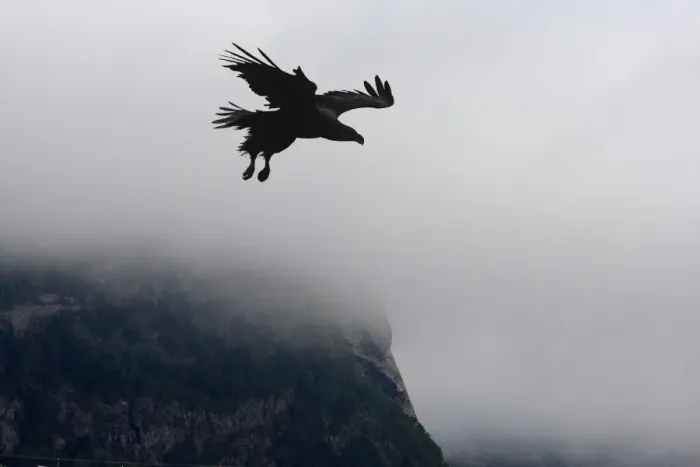 Framed Print : White-tailed Eagle - in flight - thick cloud behind - Flatanger - Norway Framed Print : White-tailed Eagle - in flight - thick cloud behind - Flatanger - Norway