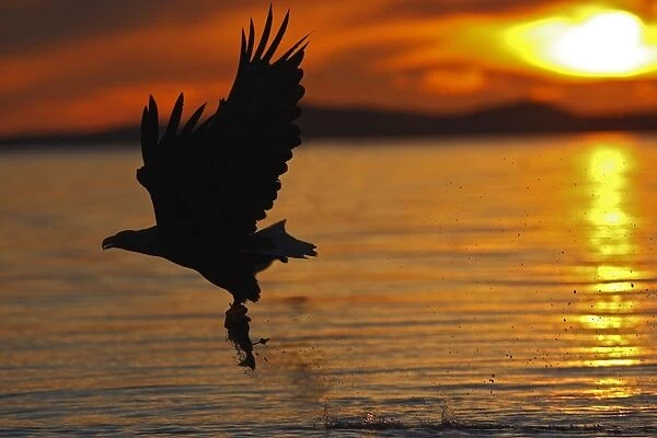 White-tailed Eagle - in flight above water - with fish prey - at sunset - Flatanger - Norway