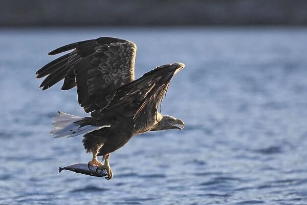 White-tailed Eagle - in flight above water - with fish prey - Flatanger - Norway
