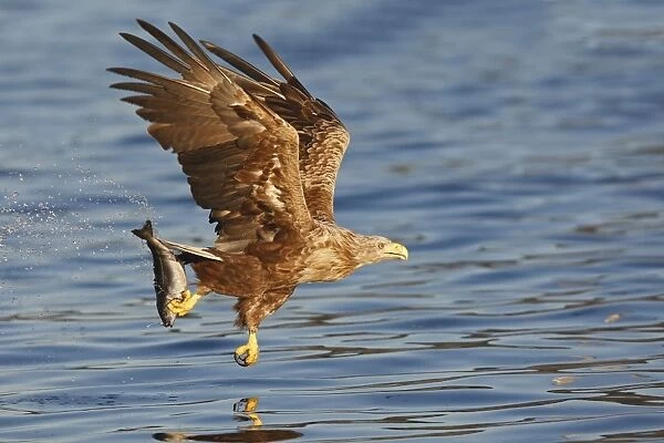 White-tailed Eagle - in flight above water - with fish prey - Flatanger - Norway
