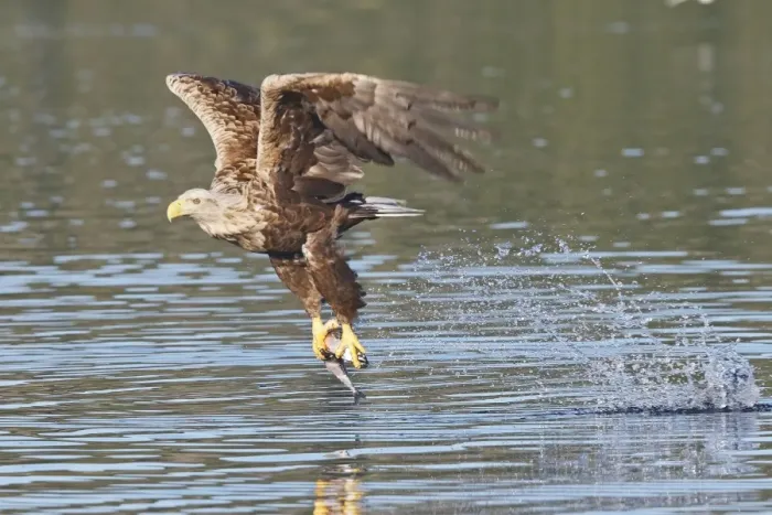 Framed Print : White-tailed Eagle - in flight above water - with fish prey - Flatanger - Norway Framed Print : White-tailed Eagle - in flight above water - with fish prey - Flatanger - Norway
