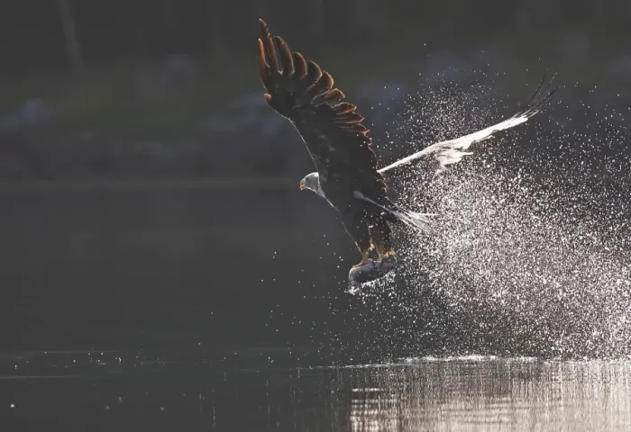 Framed Print : White-tailed Eagle - in flight above water - with fish prey - Flatanger - Norway