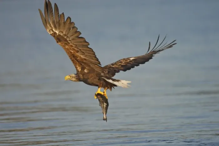Framed Print : White-tailed Eagle - in flight above water - with fish prey - Flatanger - Norway Framed Print : White-tailed Eagle - in flight above water - with fish prey - Flatanger - Norway