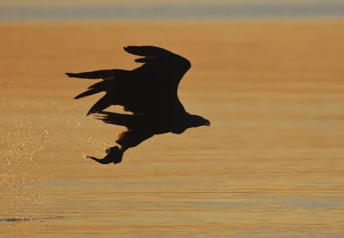 Framed Print : White-tailed Eagle - in flight above water - with fish prey - at sunset - Flatanger - Norway Framed Print : White-tailed Eagle - in flight above water - with fish prey - at sunset - Flatanger - Norway