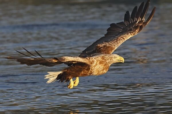 White-tailed Eagle - in flight above water - Flatanger - Norway