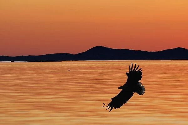 White-tailed Eagle - in flight above water - sunset - Flatanger - Norway