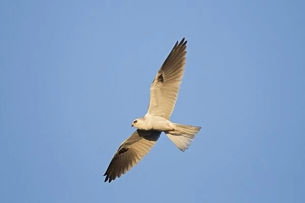 White-tailed Kite  /  Black-shouldered Kite - in flight - August - Connecticut - USA