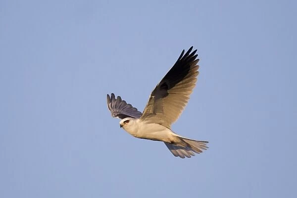 White-tailed Kite  /  Black-shouldered Kite - in flight - August - Connecticut - USA