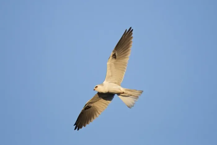 Framed Print : White-tailed Kite / Black-shouldered Kite - in flight - August - Connecticut - USA Framed Print : White-tailed Kite / Black-shouldered Kite - in flight - August - Connecticut - USA