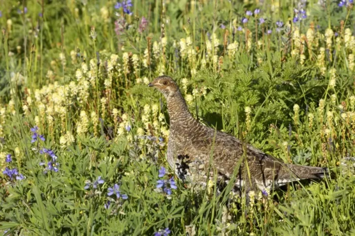 Framed Print : White tailed Ptarmigan - female in subalpine flower meadow Paradise Mount Rainier National Park, Washington State, USA BI003377 Framed Print : White tailed Ptarmigan - female in subalpine flower meadow Paradise Mount Rainier National Park, Washington State, USA BI003377