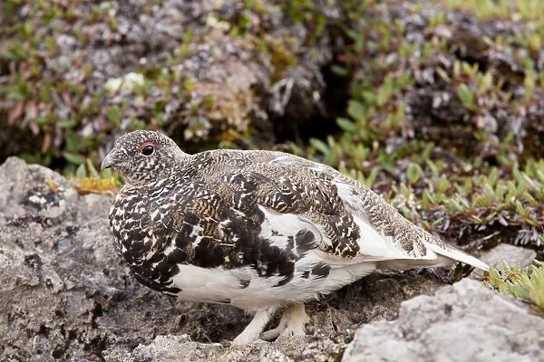 White-tailed Ptarmigan - male in high alpine tundra, Banff National Park, Rockies; Canada