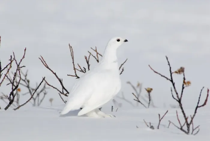 Framed Print : White-tailed Ptarmigan - male in snow _B2A2572