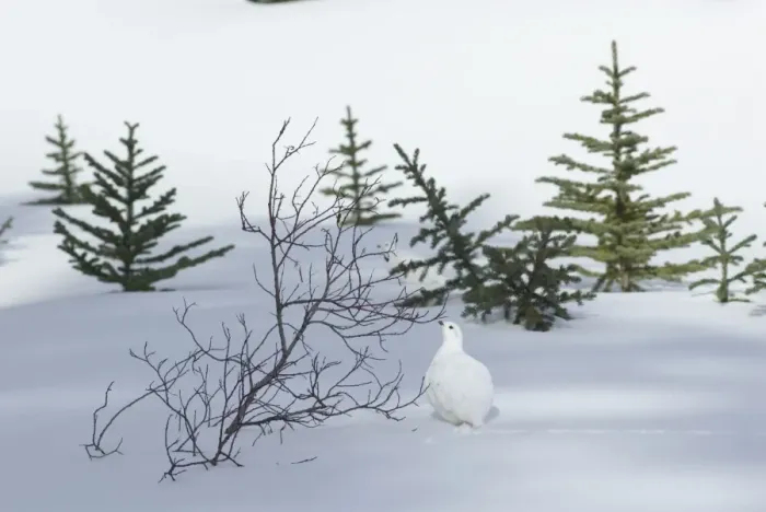 Framed Print : White-tailed Ptarmigan - male in snow - Jasper National Park - Rocky Mountains - Alberta - Canada _B2A3024 Framed Print : White-tailed Ptarmigan - male in snow - Jasper National Park - Rocky Mountains - Alberta - Canada _B2A3024
