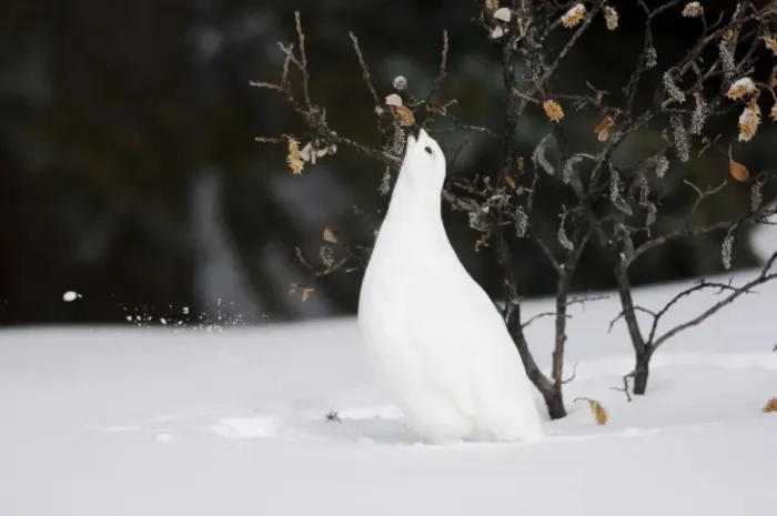 Framed Print : White-tailed Ptarmigan - in snow eating buds and leaves off willow - Jasper National Park - Rocky Mountains - Alberta - Canada _BAX0054 Framed Print : White-tailed Ptarmigan - in snow eating buds and leaves off willow - Jasper National Park - Rocky Mountains - Alberta - Canada _BAX0054