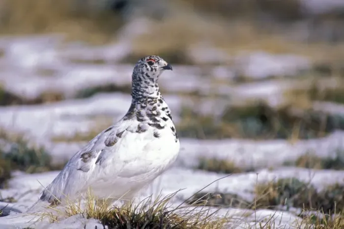 Framed Print : White-tailed Ptarmigan - On tundra - Colorado - USA Framed Print : White-tailed Ptarmigan - On tundra - Colorado - USA