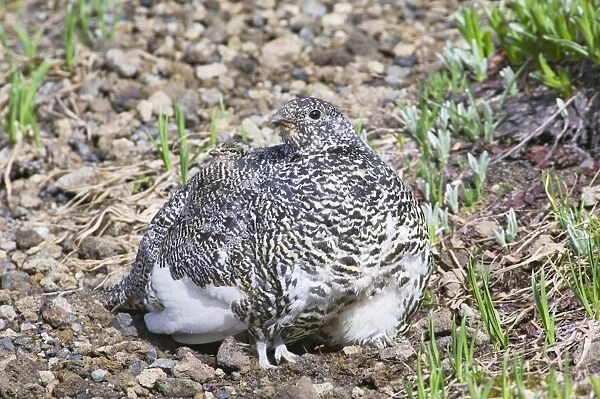 White-tailed Ptarmigans - hen is brooding chicks (atl east 7) on cool summer morning in alpine meadow - Mount Rainier National Park - WA - Summer _AAX5580