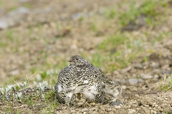 White-tailed Ptarmigans - hen warming young chicks on cool alpine day - Mount Rainier National Park - WA - Summer _AAX5797