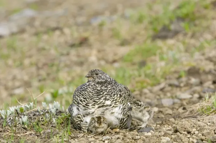 Framed Print : White-tailed Ptarmigans - hen warming young chicks on cool alpine day - Mount Rainier National Park - WA - Summer _AAX5797 Framed Print : White-tailed Ptarmigans - hen warming young chicks on cool alpine day - Mount Rainier National Park - WA - Summer _AAX5797