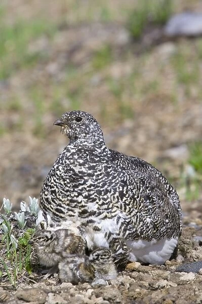 White-tailed Ptarmigans - mother with young chicks - Mount Rainier National Park - WA - Summer _AAX5848