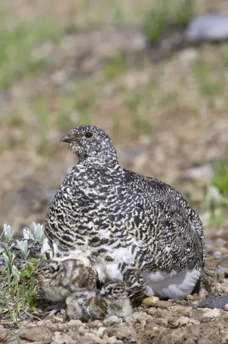 Framed Print : White-tailed Ptarmigans - mother with young chicks - Mount Rainier National Park - WA - Summer _AAX5848 Framed Print : White-tailed Ptarmigans - mother with young chicks - Mount Rainier National Park - WA - Summer _AAX5848