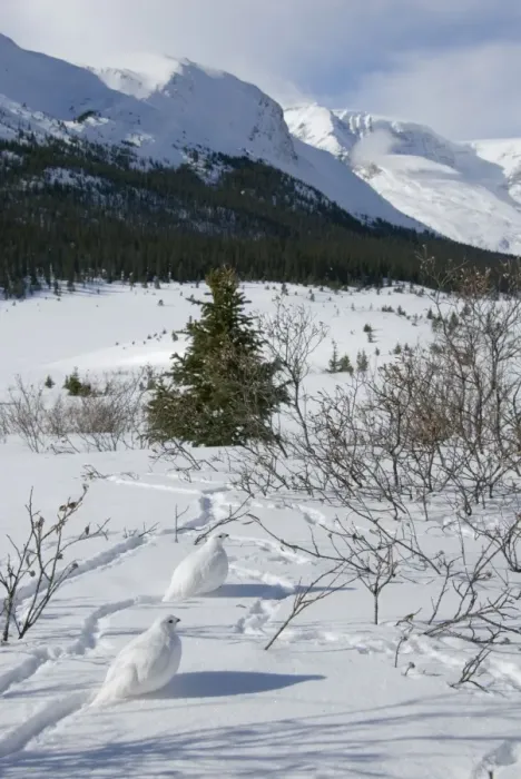Framed Print : White-tailed Ptarmigans - in snow - at around the 6800 foot elevation (just below treeline) - Jasper National Park - Rocky Mountains - Alberta - Canada _B2A3544 Framed Print : White-tailed Ptarmigans - in snow - at around the 6800 foot elevation (just below treeline) - Jasper National Park - Rocky Mountains - Alberta - Canada _B2A3544