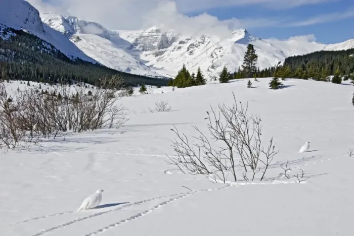 Framed Print : White-tailed Ptarmigans - in snow - at around the 6800 foot elevation (just below treeline) - Jasper National Park - Rocky Mountains - Alberta - Canada _B2A3896 Framed Print : White-tailed Ptarmigans - in snow - at around the 6800 foot elevation (just below treeline) - Jasper National Park - Rocky Mountains - Alberta - Canada _B2A3896