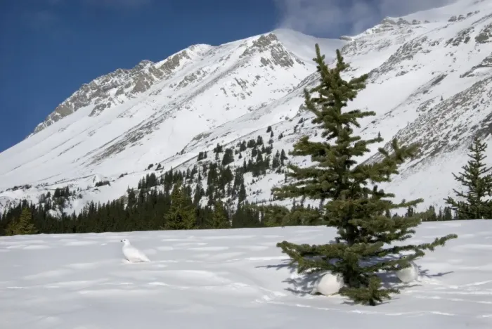 Framed Print : White-tailed Ptarmigans - in snow - at around the 6800 foot elevation (just below treeline) - Jasper National Park - Rocky Mountains - Alberta - Canada _B2A4114 Framed Print : White-tailed Ptarmigans - in snow - at around the 6800 foot elevation (just below treeline) - Jasper National Park - Rocky Mountains - Alberta - Canada _B2A4114