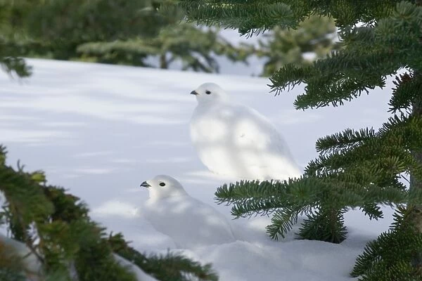 White-tailed Ptarmigans - in snow - Jasper National Park - Rocky Mountains - Alberta - Canada _B2A3324