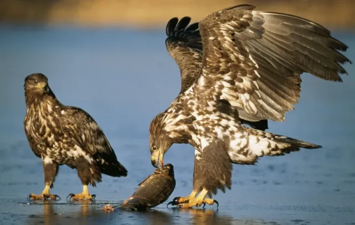 Framed Print : White-tailed Sea Eagle 2 young birds with scavenged fish, on frozen lake, winter Framed Print : White-tailed Sea Eagle 2 young birds with scavenged fish, on frozen lake, winter