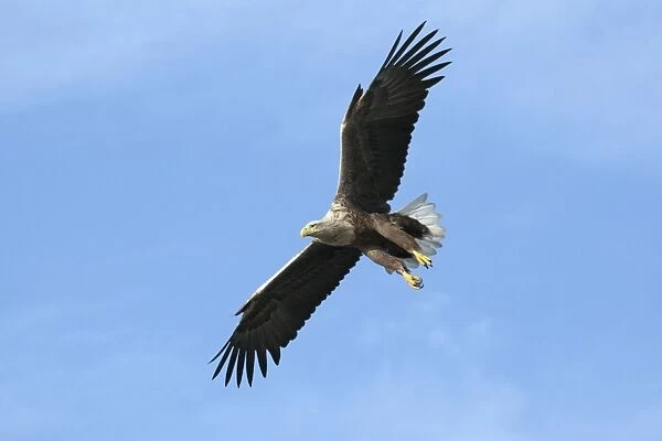 White-tailed Sea Eagle - in flight