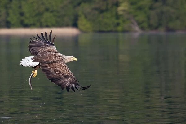 White-tailed Sea Eagle - in flight with caught eel in talons