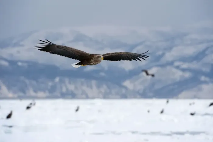 Framed Print : White-tailed Sea Eagle - in flight over frozen sea with mountains in background - Hokkaido Island - Japan Framed Print : White-tailed Sea Eagle - in flight over frozen sea with mountains in background - Hokkaido Island - Japan