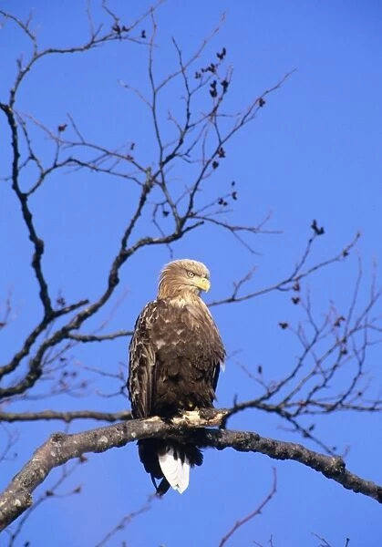White-tailed Sea-Eagle - Perched in tree, Japan, Eastern Europe to Japan JPF39938