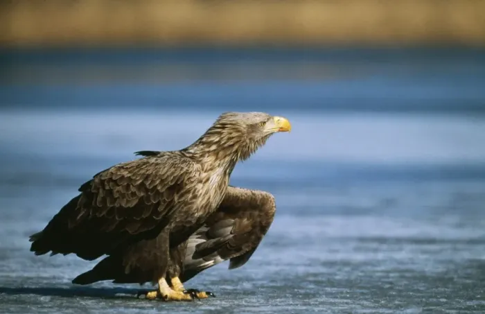 Framed Print : White-tailed Sea Eagle Reting on frozen lake, winter Framed Print : White-tailed Sea Eagle Reting on frozen lake, winter