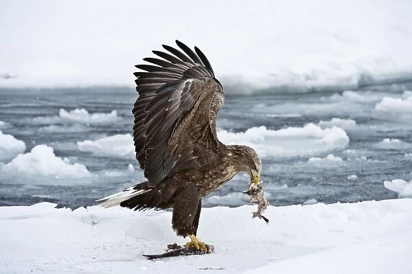 White-tailed Sea Eagle - on sea ice with fish in bill - wings raised - Hokkaido Island - Japan