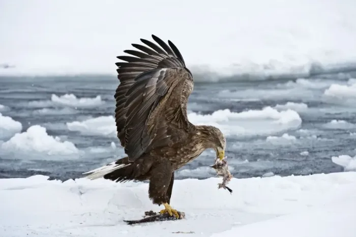 Framed Print : White-tailed Sea Eagle - on sea ice with fish in bill - wings raised - Hokkaido Island - Japan Framed Print : White-tailed Sea Eagle - on sea ice with fish in bill - wings raised - Hokkaido Island - Japan