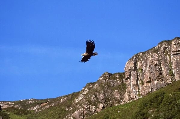 White-tailed Sea Eagle - soaring with mountains in backgound - North Western Scotland 