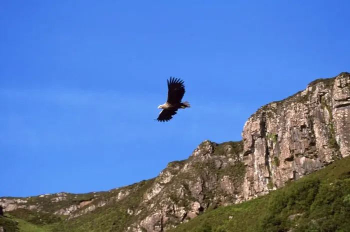Framed Print : White-tailed Sea Eagle - soaring with mountains in backgound - North Western Scotland
Framed Print : White-tailed Sea Eagle - soaring with mountains in backgound - North Western Scotland