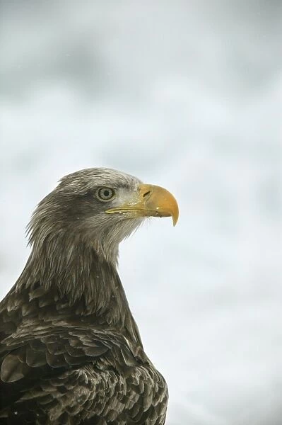 White-tailed Sea  /  Grey Sea Eagle - close-up of head. Hokkaido, Japan