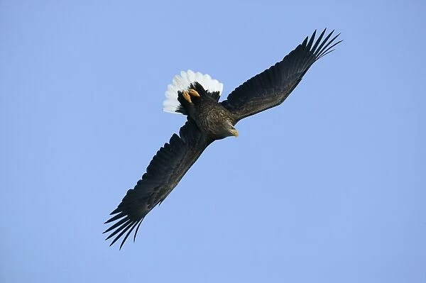 White-tailed Sea  /  Grey Sea Eagle - in flight. Hokkaido, Japan