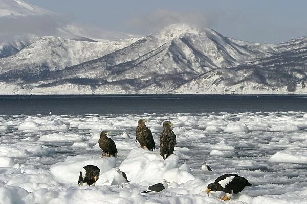 White-tailed Sea  /  Grey Sea Eagle - three on ice with other birds. Hokkaido, Japan