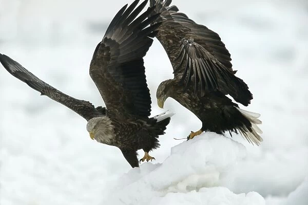 White-tailed Sea  /  Grey Sea Eagle - two. Hokkaido, Japan