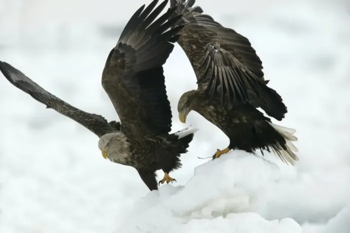Framed Print : White-tailed Sea / Grey Sea Eagle - two. Hokkaido, Japan Framed Print : White-tailed Sea / Grey Sea Eagle - two. Hokkaido, Japan