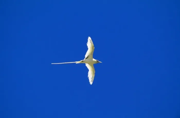 Framed Print : White-tailed Tropicbird / Golden Bosunbird - golden phase endemic to Christmas Island Framed Print : White-tailed Tropicbird / Golden Bosunbird - golden phase endemic to Christmas Island