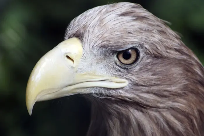 Framed Print : White Tailed / White Tailed Sea Eagle - Europe Framed Print : White Tailed / White Tailed Sea Eagle - Europe