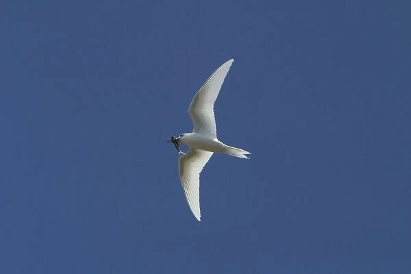 White Tern carrying a fish. In flight over Home Island, Cocos (Keeling) Islands, Indian Ocean