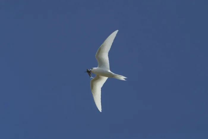 Framed Print : White Tern carrying a fish. In flight over Home Island, Cocos (Keeling) Islands, Indian Ocean Framed Print : White Tern carrying a fish. In flight over Home Island, Cocos (Keeling) Islands, Indian Ocean
